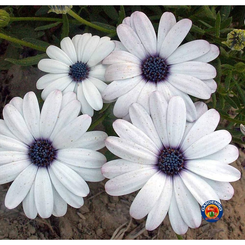 1oz White Cape Daisy Flower Seeds Osteospermum eklonis (Approx 2100