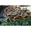 Fantastic Fungi Maitake Mushroom (Grifola Frondosa) - Fantastic Fungi? -