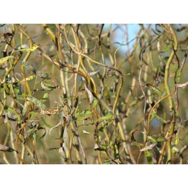 live plant Corkscrew Willow Tree Twisted limbs, 1 year old plant, 12-20 inches tall