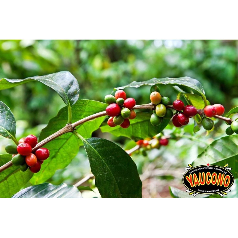 Yaucono Dark Roast Whole Bean Coffee, Puerto Rico, 100% Arabica,