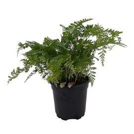 White Rabbit's Foot Fern 4" pot - Davallia