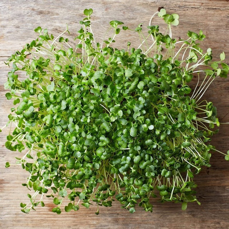 Todd’s Seeds - Sprouting Broccoli Seeds - Calabrese Variety, Non-GMO,