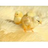 CALVENDO Puzzle Three Cute Chicks 1000 Pieces Laying Size 64