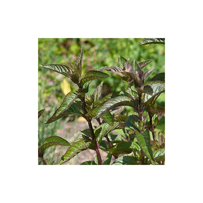 NEAL'S YARD REMEDIES Essential Oil, Peppermint, 0.3 fl oz (10