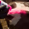 All-Weather 61112 Quik Shot Inverted Tip Spray Paint for Livestock