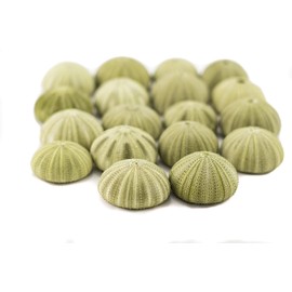 Sea Urchins Shells for Air Plants - 18 Green (1.75-2.5") Sea Urchin Shells - Hanging Air Plant Holder - Air Plants Live Holders - Air Plant Pot - No Plants Included