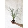 Chinese Silvergrass, Adagio Miscanthus, Dwarf Maiden Grass (Landscape, Green, Silver,