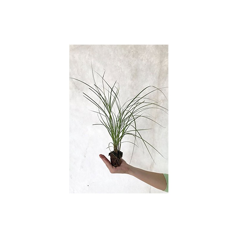 Chinese Silvergrass, Adagio Miscanthus, Dwarf Maiden Grass (Landscape, Green, Silver,