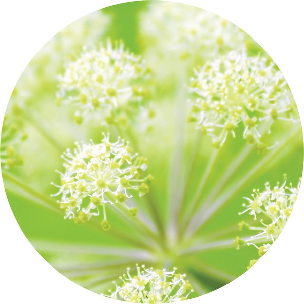 Living Libations Angelica Root Essential Oil, 5ml