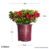 Encore Azalea Autumn Fire (3 Gallon) Red Double Blooms Flowering