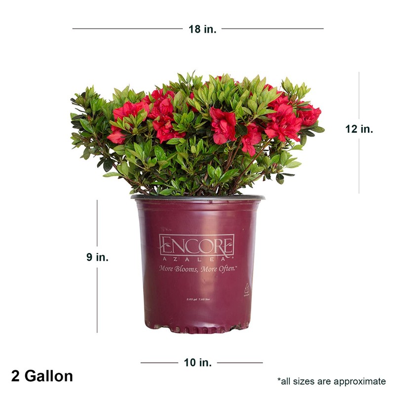 Encore Azalea Autumn Fire (3 Gallon) Red Double Blooms Flowering
