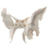 Benilev Human Sphenoid Anatomical Model, Life Size, Presenting Complete Cracks,