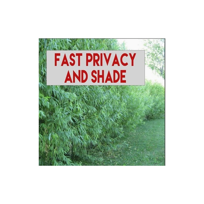 RLH 40 Austree Hybrid Willow Tree Thick Cuttings Fresh Cut