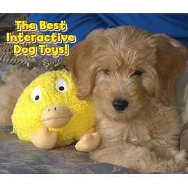 Gazoos Gazoos Interactive Dog Toy - Beau Bunny