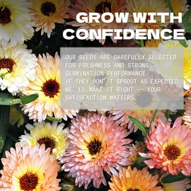 Garden Marigold Calendula Seeds Pack Mixed Colors - Beautiful Garden Flowers Seeds