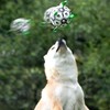 Dog Soccer Ball Toy Bite Resistant Inflatable Interactive Molar Pet