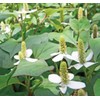 Health & Wild Grass Tea Center, Domestically Produced, Dokudami-cha, Tea