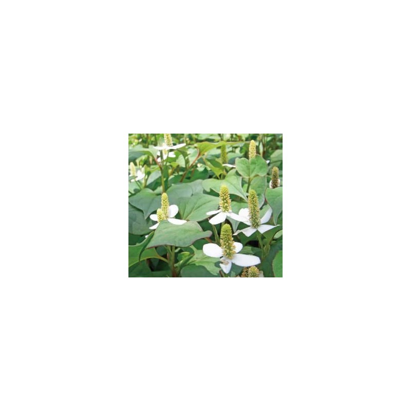 Health & Wild Grass Tea Center, Domestically Produced, Dokudami-cha, Tea