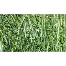 10 lb Rye Seeds, Deer Wildlife Food Plot Seed, Cover Crop, Forage Crop