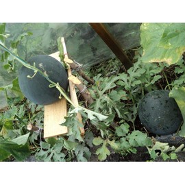 NIKA SEEDS - Seeds Fruit Watermelon Fire for Planting - 20 Seeds