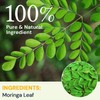 Moringa Leaf Tea - Caffeine Free, 50 Tea Bags