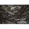 Golden Shiner Minnows (1 Pound, 2.25 INCH)