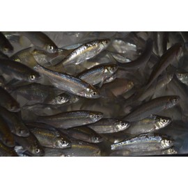 Golden Shiner Minnows (1 Pound, 2.25 INCH)