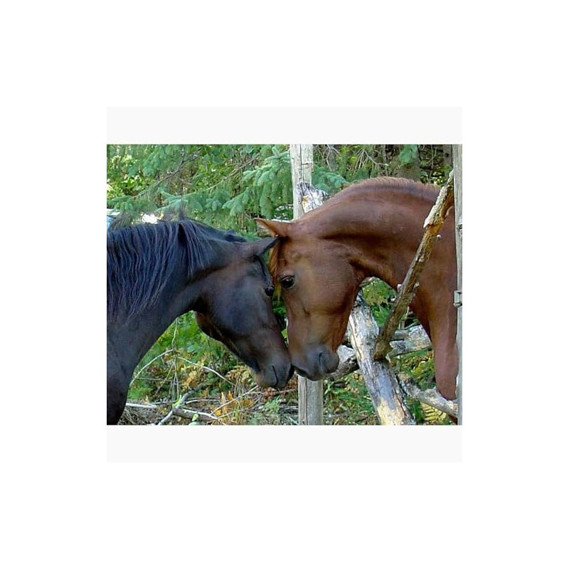 CafePress Best Friends Forever Notecards (Set Of 10) 4.25" x