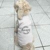 'Kindness Changes Everything Motivational Text' Pet Dog/Cat T-Shirt (PT00146353)