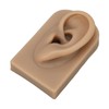3D Nose and Mouth Model Silicone Ear Model Simulation Display