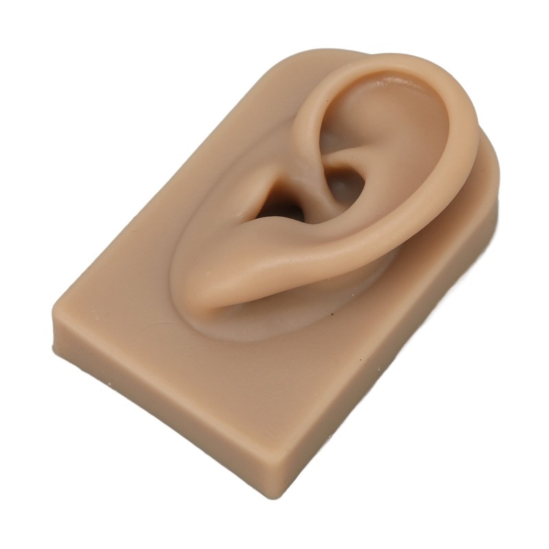 3D Nose and Mouth Model Silicone Ear Model Simulation Display