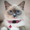 Hepplly 6-Pack Cat Collars Quick Release Reflective Kitten Collar with