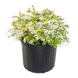Spiraea thun. 'Ogon' (Mellow Yellow) (Spirea) Shrub, #3 - Size Container