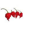 Trinidad Scorpion Hot Pepper 10 + seeds HOTTER than the