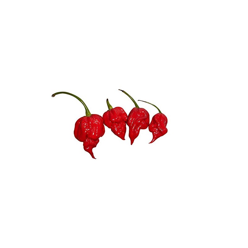 Trinidad Scorpion Hot Pepper 10 + seeds HOTTER than the