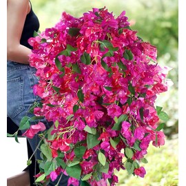 Pack of 20 - Artificial Bougainvillea Silk Flowers Stems Hanging Flower Vines for Home Wedding, Table Centerpieces Party Shower Event Decor - 30.5 inch (Violet Mixed)