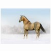 2 for 1 Equestrian Greeting Cards, Bay Horse in Winter