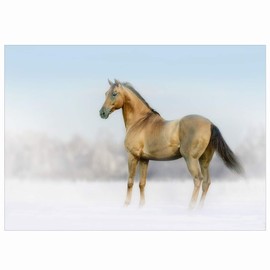 2 for 1 Equestrian Greeting Cards, Bay Horse in Winter Landscape