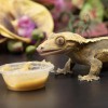 Pangea Fruit Mix with Insects Crested Gecko Complete Diet 1