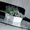 Prosper Plast DUPP240-426U 24 x 12 x 11 cm Coubi