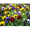 Seeds4planting - Seeds Viola Swiss Giant Mix (Purple, Red, Yellow,