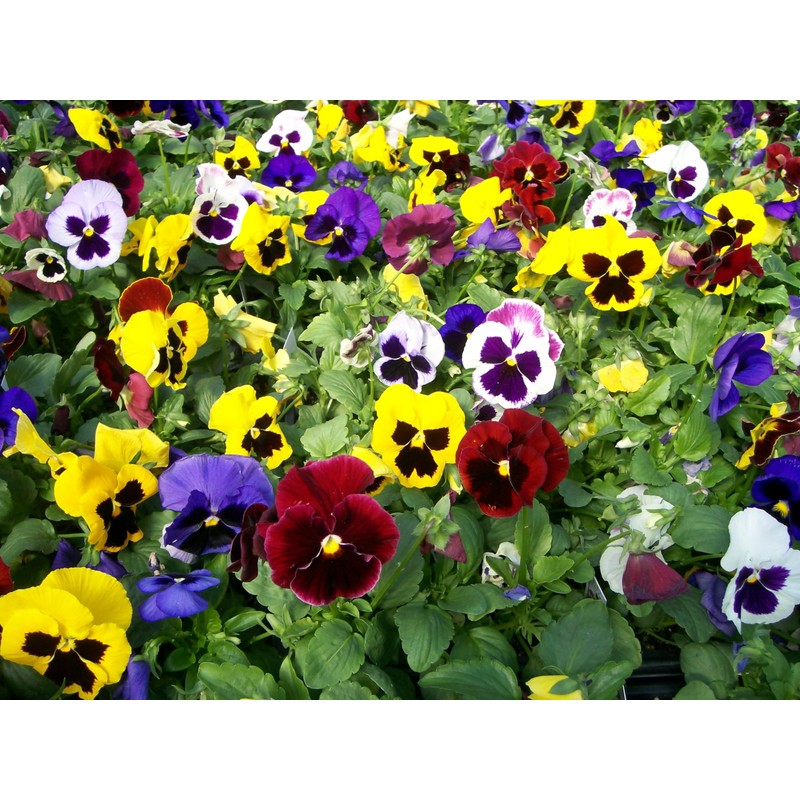 Seeds4planting - Seeds Viola Swiss Giant Mix (Purple, Red, Yellow,
