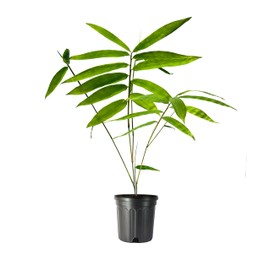 Dendrocalamus Giganteus Bamboo | 2 Large Gallon Size Plants | Fast-Growing Privacy Screen | Giant Live Outdoor Greenery | Sustainable Garden Solution