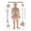 The Nervous System Anatomical Chart