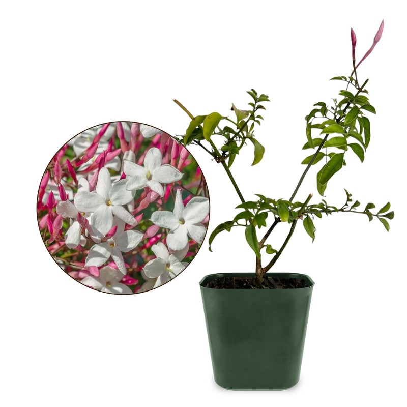 My Shelfie - Mini Pink Jasmine Plant Vine, Jasmine Plant