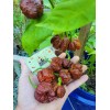 Carolina REAPER Chocolate Fire Pepper Seeds Super Hot 2.2+ Million