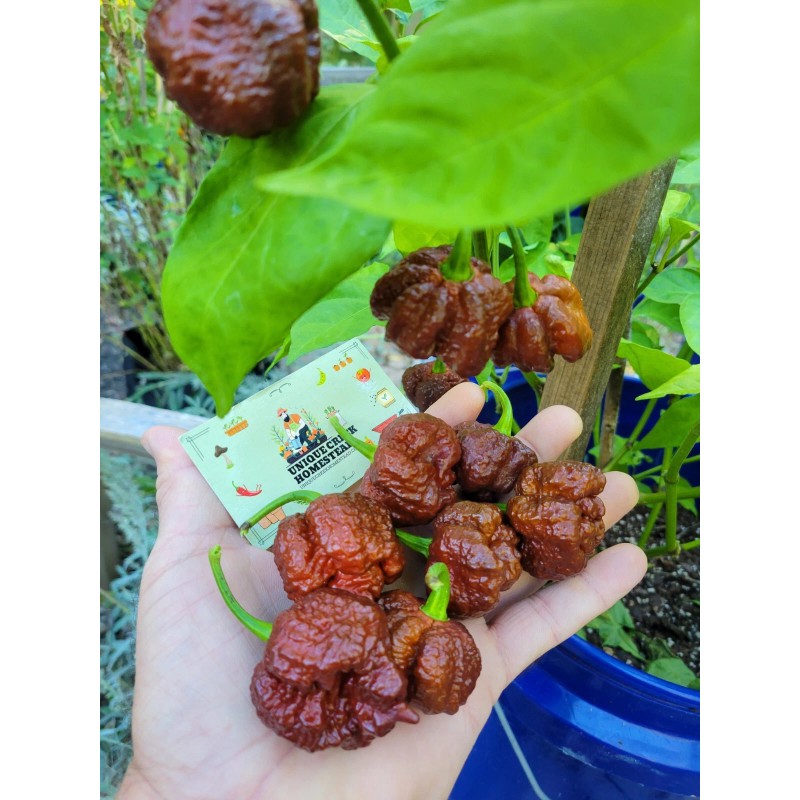 Carolina REAPER Chocolate Fire Pepper Seeds Super Hot 2.2+ Million