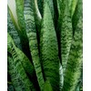 American Plant Exchange Snake Plant–Medium 6-Inch Pot Green Sansevieria Zeylanica,