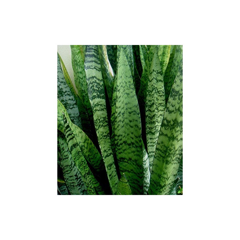 American Plant Exchange Snake Plant–Medium 6-Inch Pot Green Sansevieria Zeylanica,