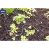Maximex Garden Watering System - Easy Fit Plastic Black